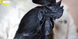 Gà mặt quỷ – Giống gà có những đặc điểm cực kỳ lạ